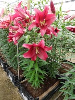 [5173 Borrello No01.JPG]